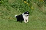 BORDER COLLIE 1397